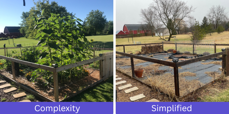 Side-by-side comparison of a garden in two states. The left image, labeled “Complexity,” shows a lush, densely planted garden with tall sunflowers and various plants growing within a wooden fenced area. The background includes green grass, trees, and a red barn. The right image, labeled “Simplified,” shows the same garden plot cleared of most plants, covered with black weed barrier fabric and straw, with a few pots and minimal growth, suggesting a pared-down, low-maintenance setup. The background remains the same, showing a more barren garden-scape.